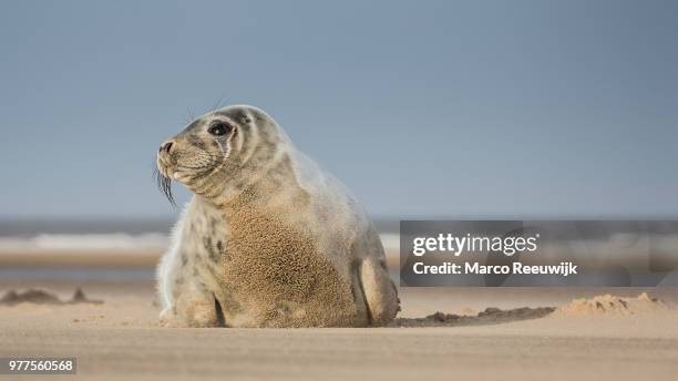 the seals of donna nook - nook stock-fotos und bilder