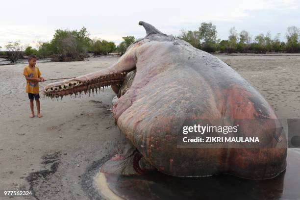 Child stands beside the decomposing carcass of a beached sperm whale, estimated to weigh about 10 tons, on a beach in Nurussalam, East Aceh on June...