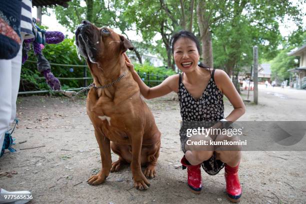 meeting adorable friendly tosa  dog - japanese tosa stock pictures, royalty-free photos & images