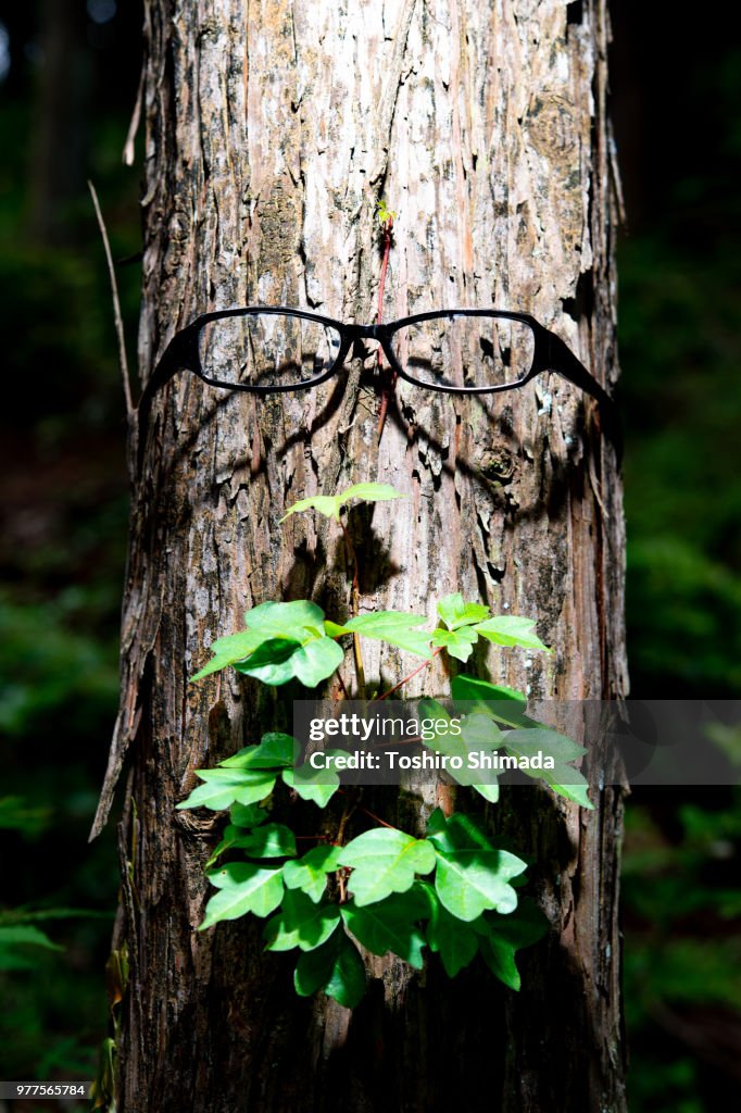 Tree Personification Drawing Personification With Tree Trunk High-Res Stock Photo - Getty Images