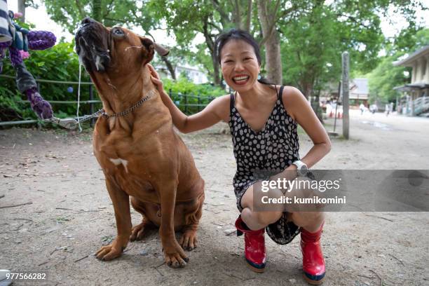 meeting adorable friendly tosa  dog - japanese tosa stock pictures, royalty-free photos & images