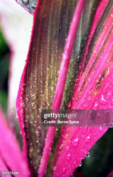 Even Rained Out 1,842 Rained Out Stock Photos, High-Res Pictures, and Images - Getty Images