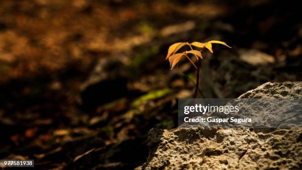 40 Chaca Stock Photos, High-Res Pictures, and Images - Getty Images