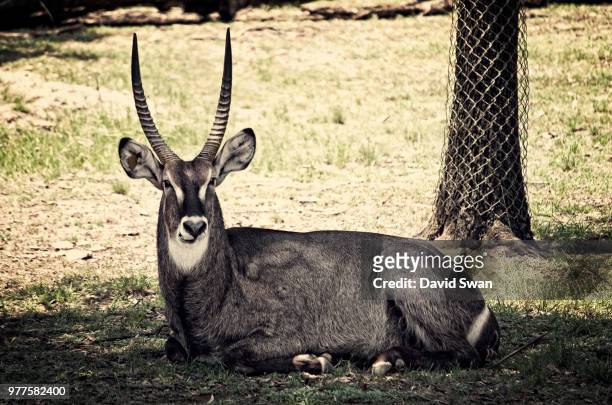 african waterbuck - defassa waterbuck stock pictures, royalty-free photos & images