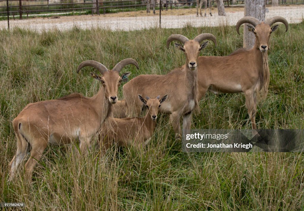 The Aoudad Staring Contest