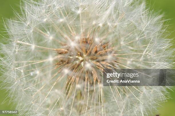 dandelions - light very light flower - suomenlinna stock pictures, royalty-free photos & images