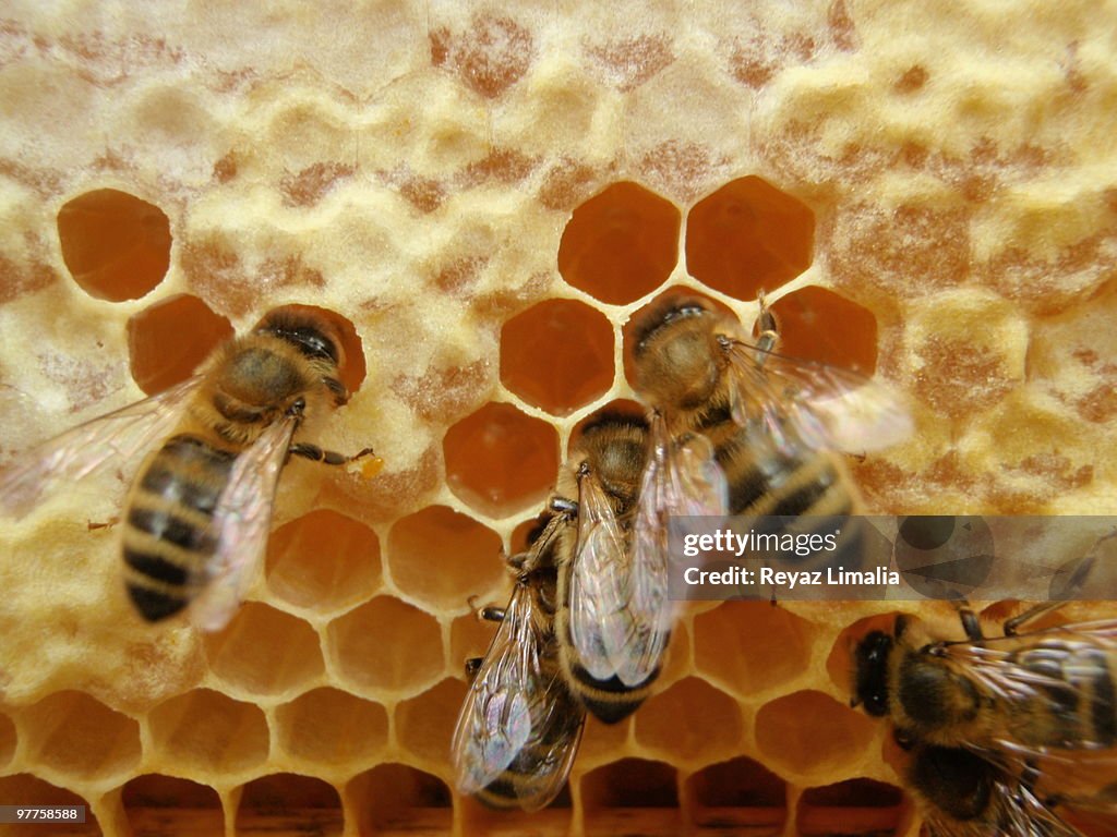 Gorging Bees