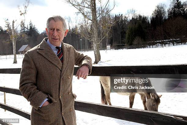 Prince Charles, Prince of Wales looks at Polish Tarpan Horses as he visits a Bison Reserve on March 16, 2010 in Bialowieza, Poland. Prince Charles,...