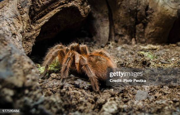 rays of the sun - tarantula stockfoto's en -beelden