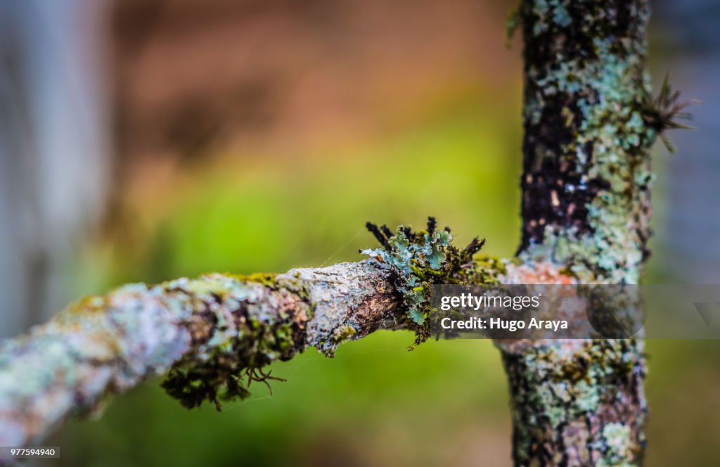 Tree Branch Photography