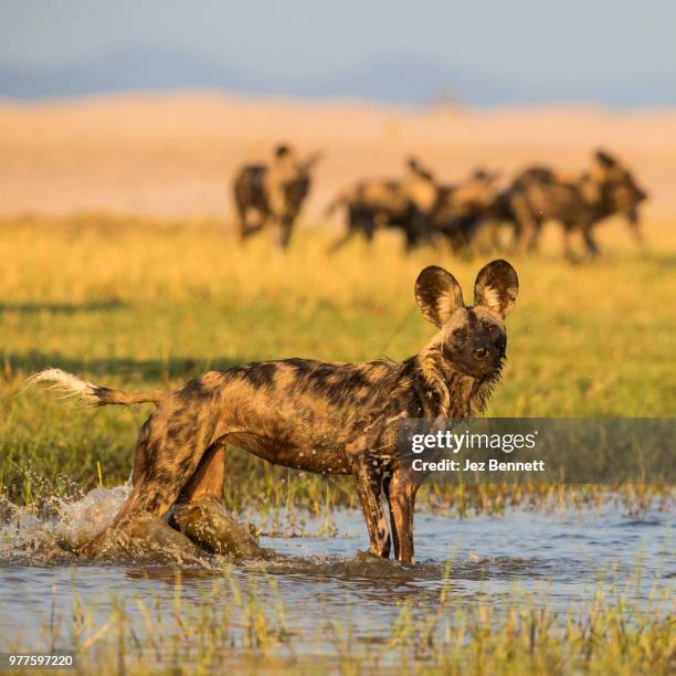 african wild dog standing in water - wild dog stock pictures, royalty-free photos & images