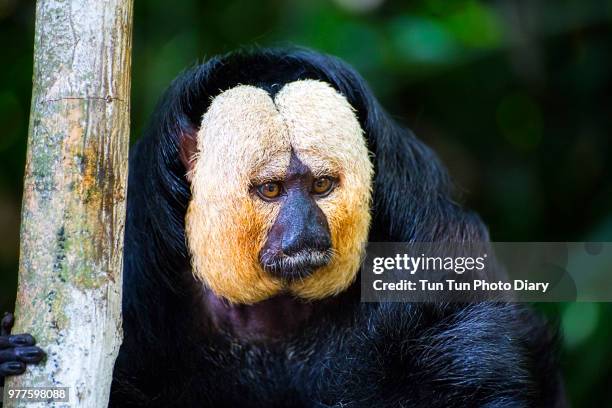 cute monkey at singapore zoo - white faced saki monkey stock pictures, royalty-free photos & images