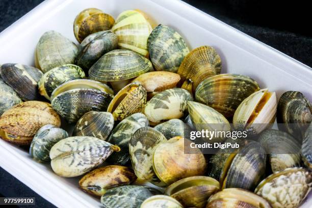 fresh manila clams in disposable plastic tray - behållare för farligt avfall bildbanksfoton och bilder