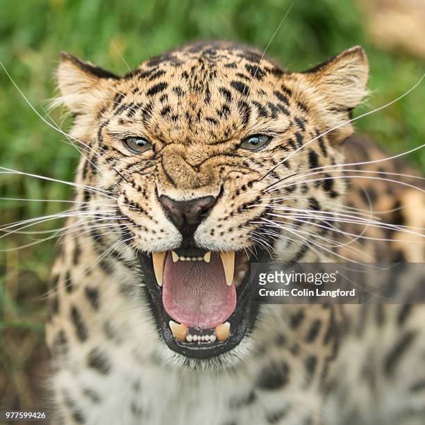 portrait of leopard, kent, england, uk - amur leopard stock-fotos und bilder