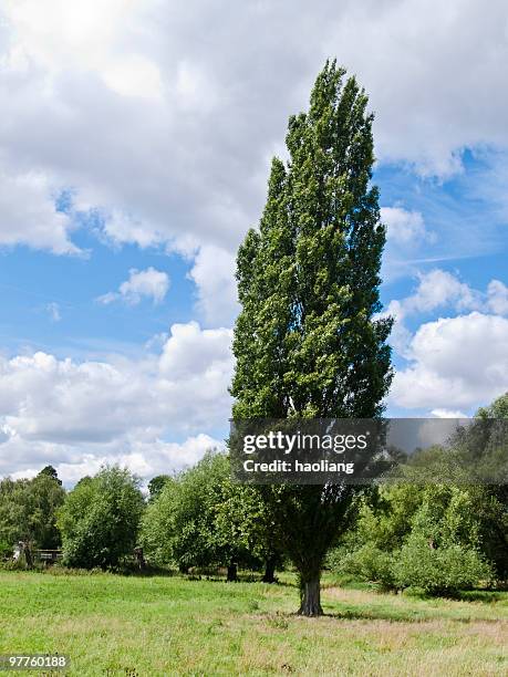one poplar stand in front of other trees - abeel stockfoto's en -beelden