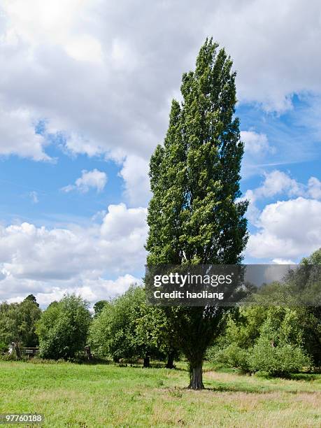 choupo uma posição em frente de outras árvores - poplar tree imagens e fotografias de stock