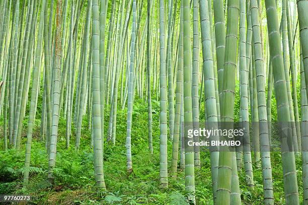 floresta de bambu - folha de bambu - fotografias e filmes do acervo