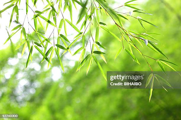 verde folhas de bambu - folha de bambu - fotografias e filmes do acervo