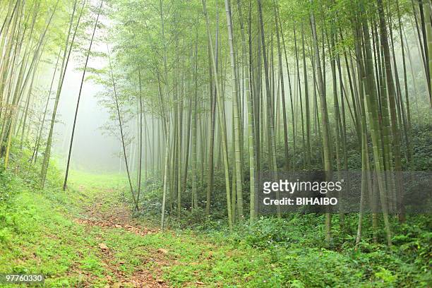 bamboo forest - longsheng stock pictures, royalty-free photos & images