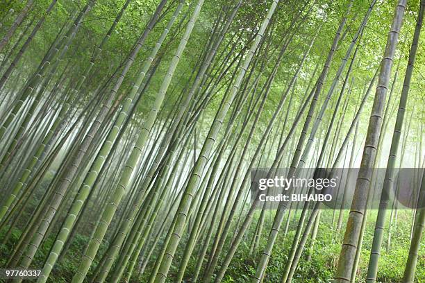 bambu - folha de bambu - fotografias e filmes do acervo