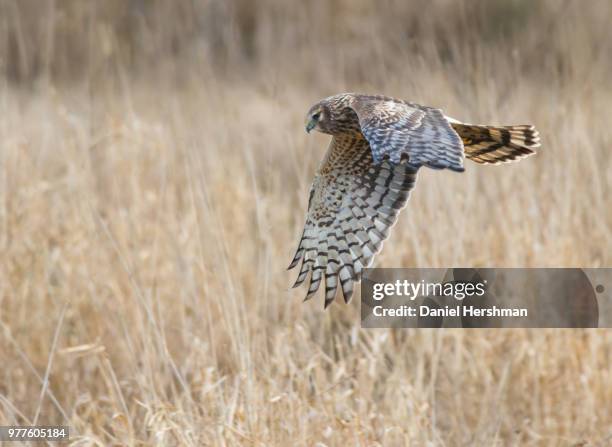 Hawk Rear Bird 1,497 Northern Harrier Stock Photos, High-Res Pictures, and Images ...