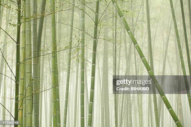 bambus-wald - bambusblatt stock-fotos und bilder
