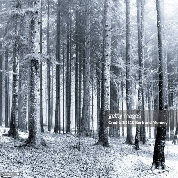 foret hiver - foret stock pictures, royalty-free photos & images