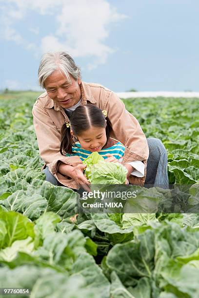 grandfather and granddaughter in field - kanagawa stockfoto's en -beelden