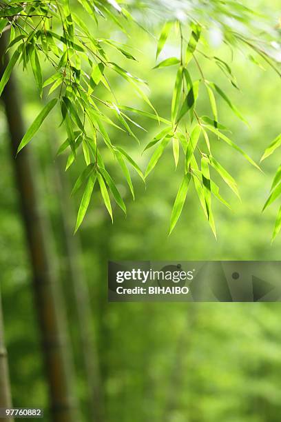 folha de bambu - folha de bambu - fotografias e filmes do acervo