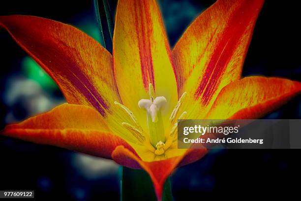 tulipe - tulipe stock pictures, royalty-free photos & images