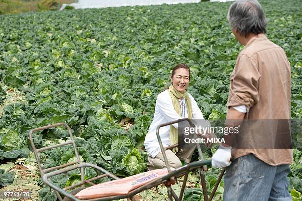 senior couple harvesting in field - 農作業 ストックフォトと画像