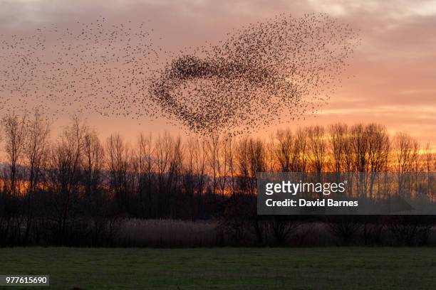 flock of starlings at sunset, bedfordshire, england, uk - starlings flock stock pictures, royalty-free photos & images