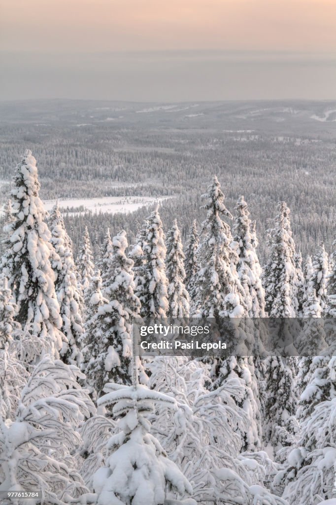 Winter in Iso-syote fell, Pudasjarvi, Northern Ostrobothnia, Finland