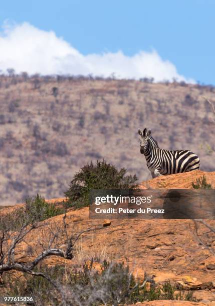 zebra on desert mountain in pilanesberg game reserve, north west province, south africa - mountain zebra nationalpark stock-fotos und bilder