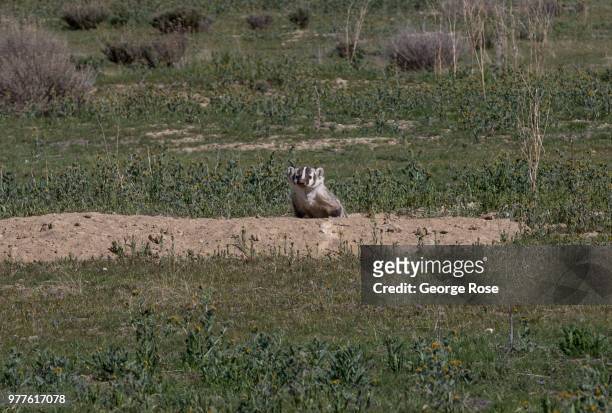 An American badger pops its head up out of a burrow on April 12 in Carrizo Plain National Monument, California. Located in the southeastern corner of...