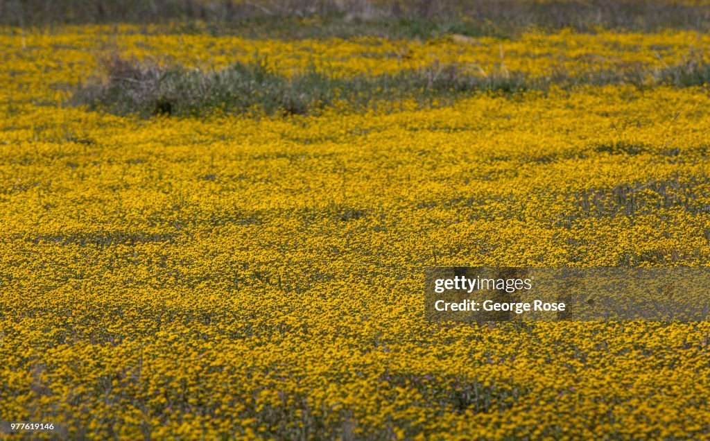 Exploring Carrizo Plain National Monument