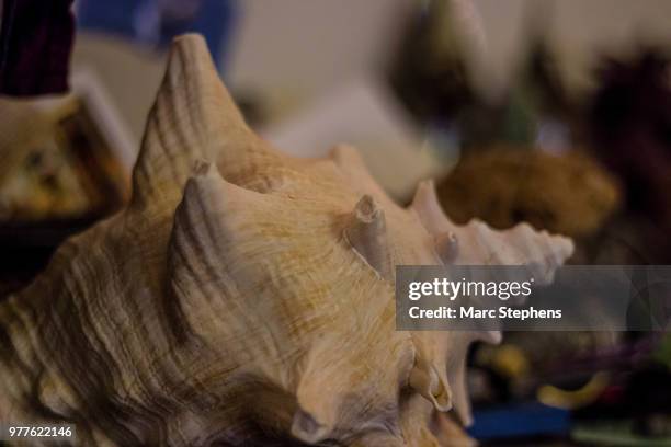 conch shell - conch stock pictures, royalty-free photos & images