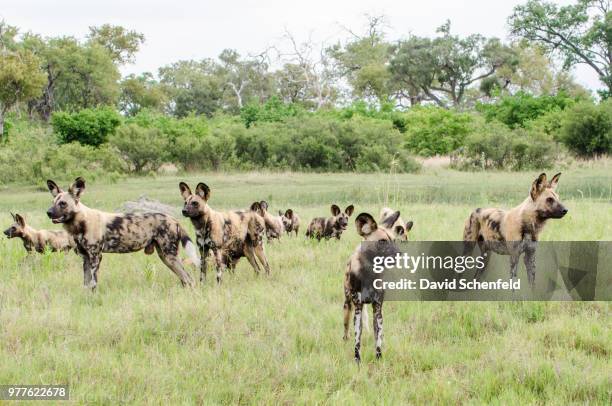 african painted dogs (lycaon pictus), botswana - wild dog stock-fotos und bilder