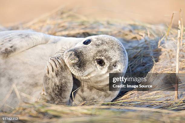 grey seal pup, donna nook, lincolnshire - nook stock-fotos und bilder