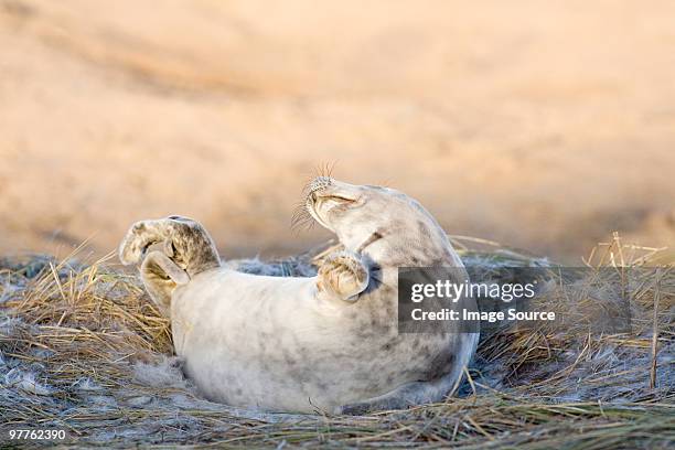 grey seal pup, donna nook, lincolnshire - nook stockfoto's en -beelden