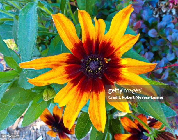 Burnt Orange Flowers Photos and Premium High Res Pictures - Getty Images