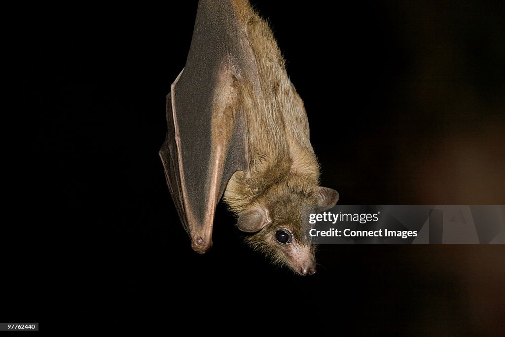 Egyptian Fruit Bat