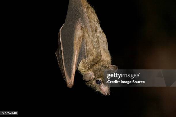 egyptian fruit bat - bat animal 個照片及圖片檔