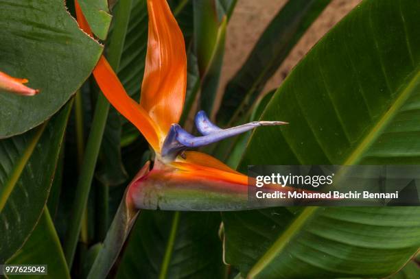 fleur oiseau du paradis - oiseau tropical fotografías e imágenes de stock