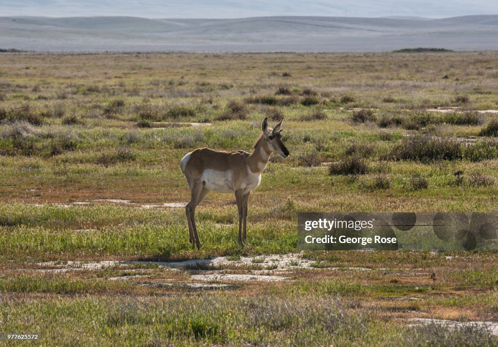 Exploring Carrizo Plain National Monument