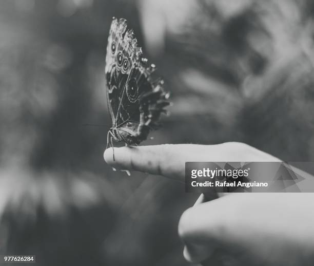 la mariposa en la mano - de la mano imagens e fotografias de stock