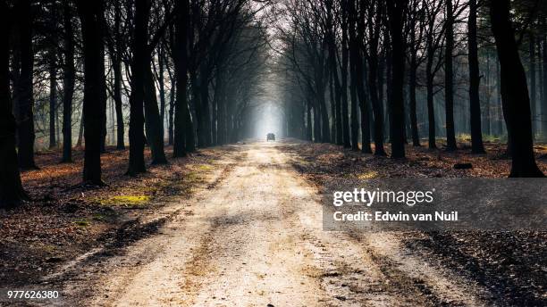 road in forest, apeldoorn, gelderland, netherlands - apeldoorn stockfoto's en -beelden