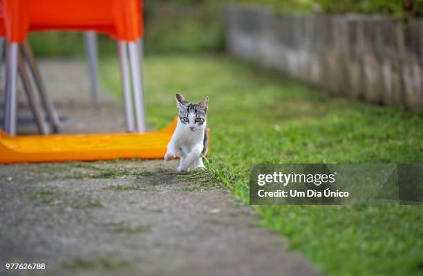 run! - um animal stock pictures, royalty-free photos & images