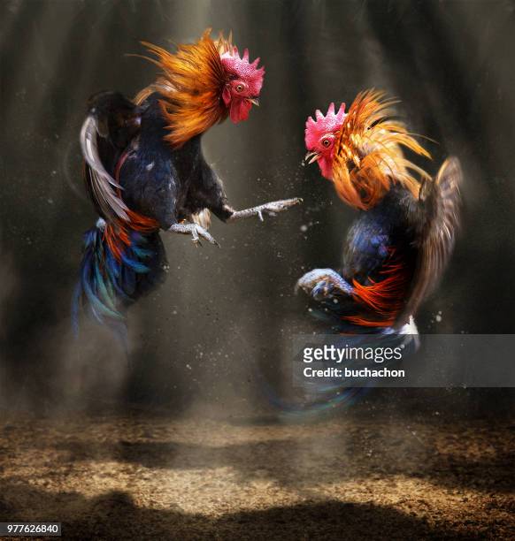 two fighting roosters - fight or flight stock pictures, royalty-free photos & images