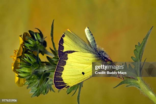 a colorful butterfly searching for nectar or pollen on a wildflower - playing dead stock pictures, royalty-free photos & images